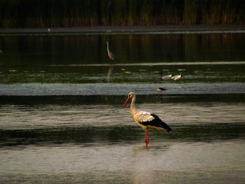 Stork on lake