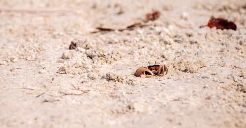 Close-up of insect on sand