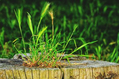 Close-up of plant growing on field