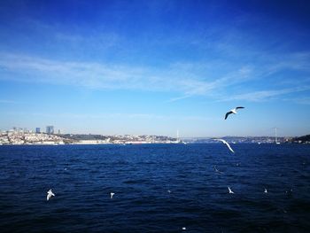 Seagulls flying over sea against sky