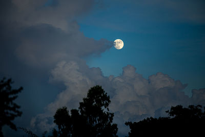 Low angle view of trees against sky