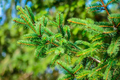 Close-up of pine tree