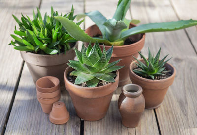 plant