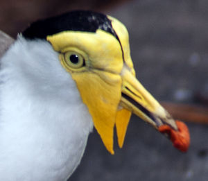 Close-up of yellow bird