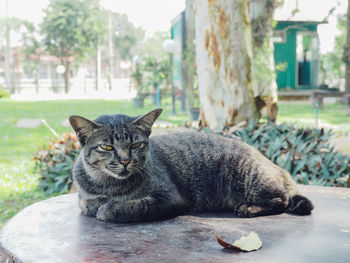 Portrait of a cat resting