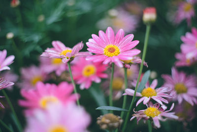 Close-up of purple flowering plants