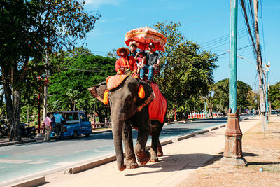 Full length of elephant at park