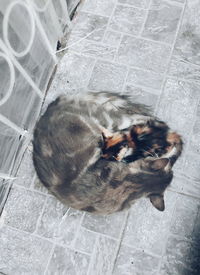 High angle view of cat lying on tiled floor