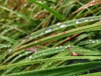 Close-up of wet plant during rainy season