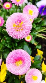 Close-up of pink flowering plants