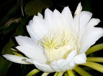 Close-up of white flower blooming outdoors