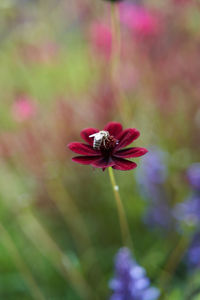 Close-up of insect on red flower
