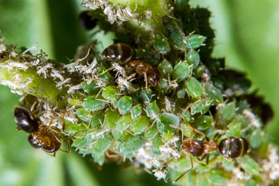 Close-up of insect on plant