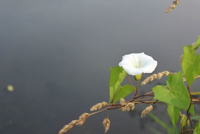 Close-up of white flowering plant