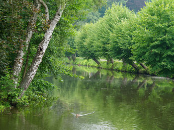 View of ducks swimming in lake