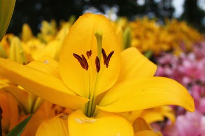 Close-up of yellow lily blooming outdoors