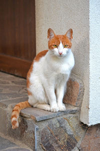 Portrait of cat sitting outdoors