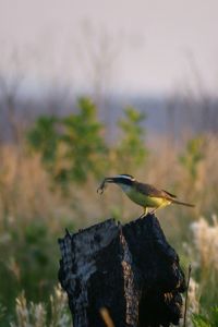 Close up of a bird