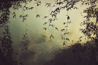 Trees in water