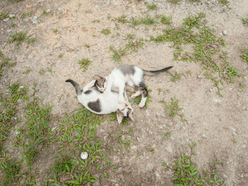 High angle view of dog on street