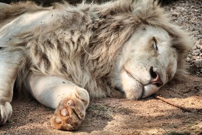 Close-up of lion sleeping