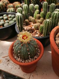 High angle view of succulent plant