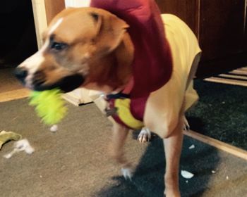 dog
