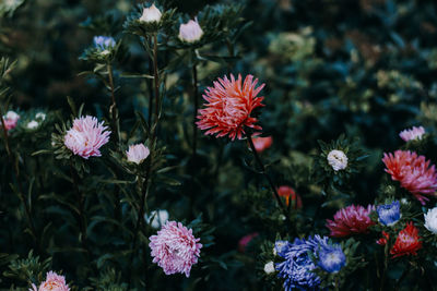 Close-up of purple flowering plants