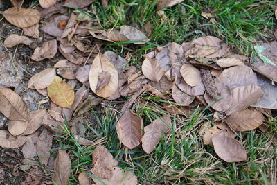 High angle view of leaves on field