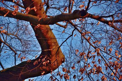 Low angle view of bare tree against blue sky