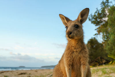 Young eastern grey kangaroo looking curiously at camera. 
