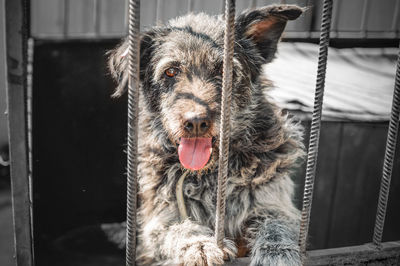 Dog in animal shelter waiting for adoption. portrait of red homeless dog in animal shelter cage.