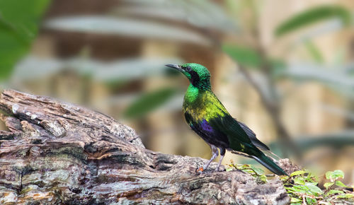 Close-up of a bird perching on branch