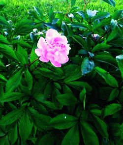 Close-up of pink flowers blooming outdoors