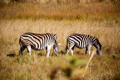 Zebra zebras on field