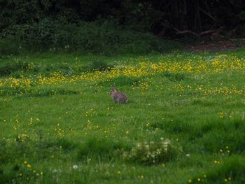 View of an animal on grassy field