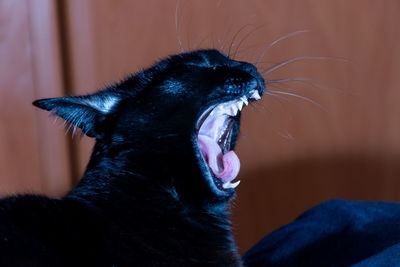 Close-up of cat yawning