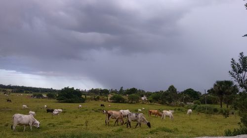 Cows grazing on field against sky