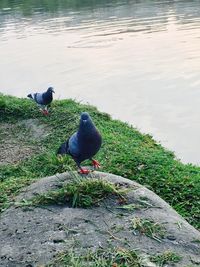 Bird perching on riverbank