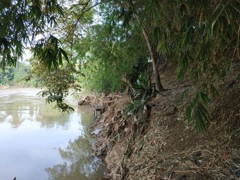 Scenic view of river amidst trees in forest