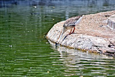 Bird perching on wooden post in lake