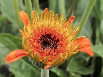 Close-up of red flower