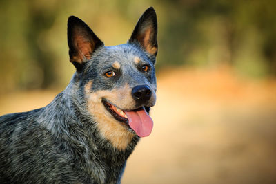 Close-up portrait of a dog