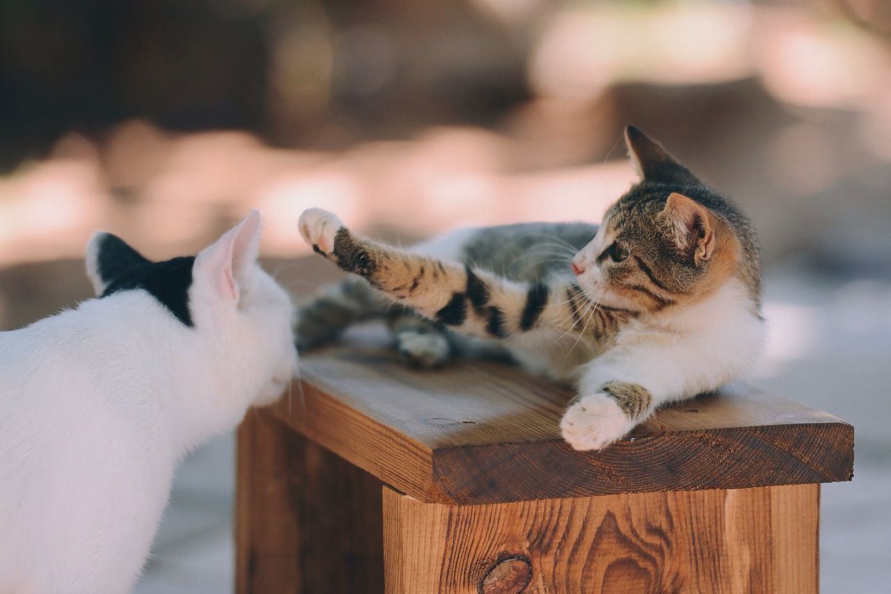 animal themes, one animal, mammal, domestic cat, domestic animals, pets, cat, feline, focus on foreground, wood - material, whisker, close-up, two animals, relaxation, wooden, selective focus, sitting, portrait, day, indoors