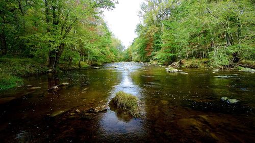 River passing through forest