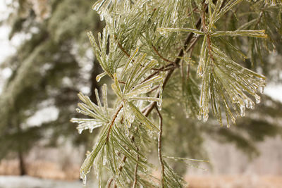 Close-up of pine tree during winter