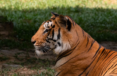 Close-up of a cat looking away