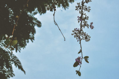 Low angle view of flowering plant against sky