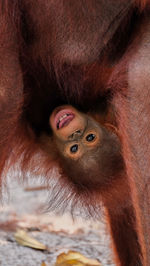 Close-up of monkey