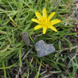 Close-up of yellow flowering plant on field